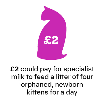 £2 could pay for specialist milk to feed a little of four orphaned, newborn kittens for a day.