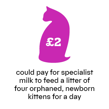 £2 could pay for specialist milk to feed a little of four orphaned, newborn kittens for a day.