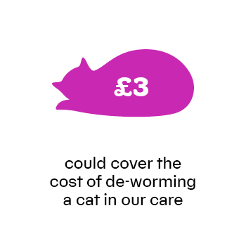 £3 will cover the cost of de-worming a cat in our care.