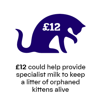 £12 can help provide specialist milk to keep a litter of orphaned kittens alive