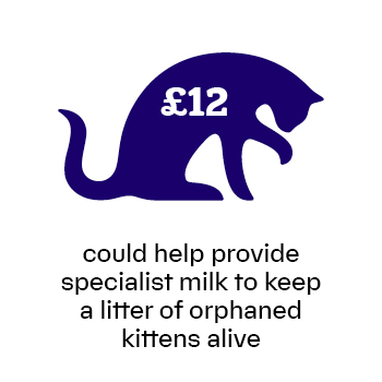 £12 can help provide specialist milk to keep a litter of orphaned kittens alive