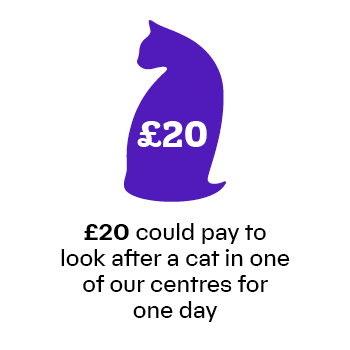 £20 will pay to look after a cat in one of our centres for one day