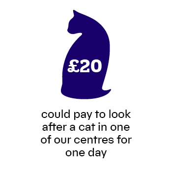 £20 will pay to look after a cat in one of our centres for one day