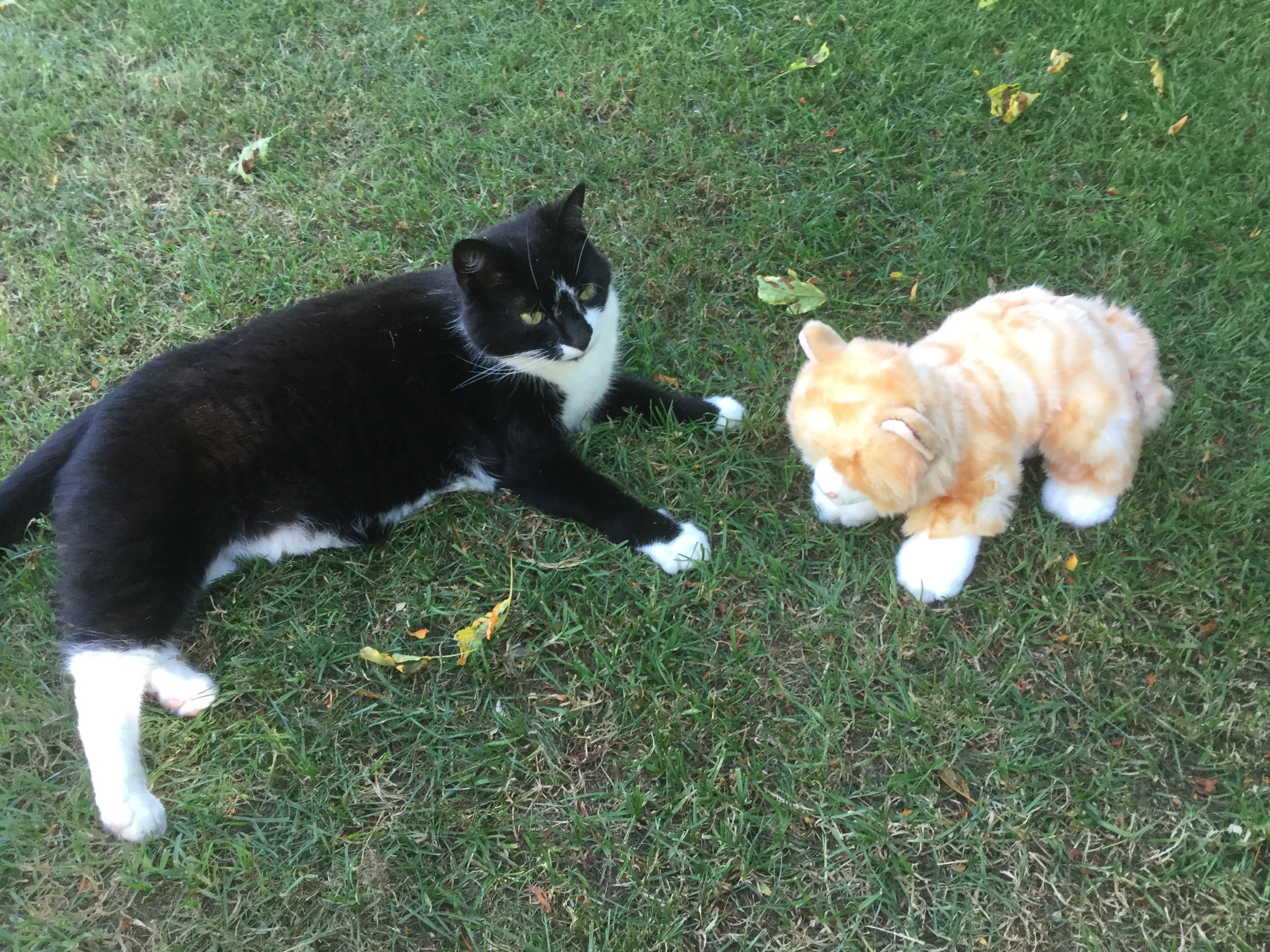 Cats Protection Leamington Spa Cats Protection Leamington Spa