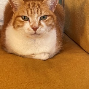 David Ellerton's cat, Jasper Ginger - £200 Weekly Lottery Winner