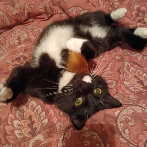“My own cats are the winners of the lottery, as the winnings will buy them some nice, tasty treats.” Ros Connors’ cat, Blackie – £5 Weekly Lottery winner