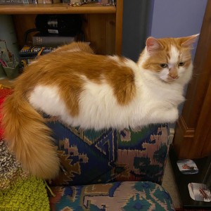 “This is our cat, Roxy. Her real name is Catbells Rockstar TigerLily IVth and she is famous for her beauty!” - Lyn Dawes - £10 Summer Raffle Winner