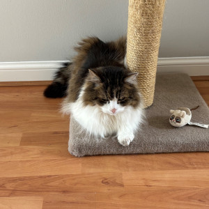 Sarah Macaulay, £5 Weekly Lottery winner “This lottery is a fantastic idea to raise funds. Cats Protection means a lot to me. My rescue cat Bailey is from Cats Protection and is 16 years old now. Thank you for the work you do for all the cats.”