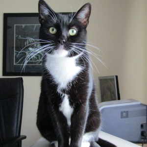 Stephen Myers, £10 Christmas Raffle winner “This is Jess, who I adopted from a local cat charity. She was found as a stray with two kittens in tow and was pregnant again. She’s now 12.”