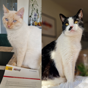 “We are thrilled to learn that one of our raffle tickets was a winner, it brings us great joy not only to participate but also to support the efforts of Cats Protection!” - Aleks Hoffman’s cats Casper and Lucek, £10 Christmas Raffle winner
