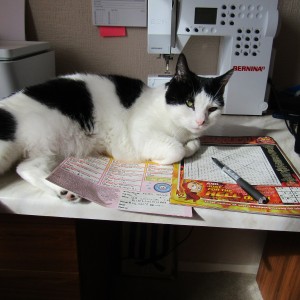 Anne Joyce - £10 Autumn Raffle winner - "What a lovely surprise to receive £10 in the Autumn Raffle! My cat, Puffin has been my dearest little companion for 13 years. She has been with me through good times and bad.”