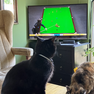 Rita Tait, £5 Weekly Lottery winner “We adopted Cinder and Nutmeg through a local registered charity. Nutmeg regards Cinder as her kitten even though he is twice her size. Cinder enjoys the snooker, Nutmeg less so.”