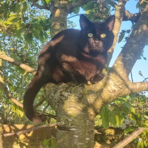 Jane McIlroy, £5 Weekly Lottery winner “I adopted Bodie after the loss of my previous cat, Tux, who was also a Cats Protection cat. Bodie likes to 'help' when I'm working from home by knocking a pen or pencil onto the floor to play football with.”