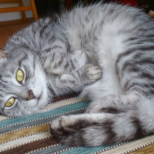 £5 Weekly Lottery winner John Simpson’s rescue cat, Pixie.