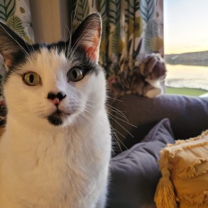 Stella Walterson, Fast Entry cuddly cat winner - “I was delighted to receive my Cat Lovers Raffle cuddly cat, it was a lovely surprise! Here's a photo of him watching the sun set over the sea in Shetland, while Hakki poses in front of the camera!”