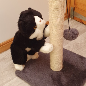 Paul and Joanne Gallagher, Cat Lovers Raffle subscribers “We had a new arrival at [our cattery] this morning. He’s settled in very well and enjoyed a snack and a good scratch and then had a nap on the sunning shelf.”