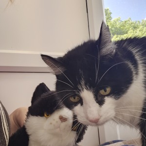 “Over the weekend I received my lovely cuddly cat, whom I have named Figaro. Here he is with Felix who could be Figaro's twin!” Becca Weatherly, subscription cuddly cat winner