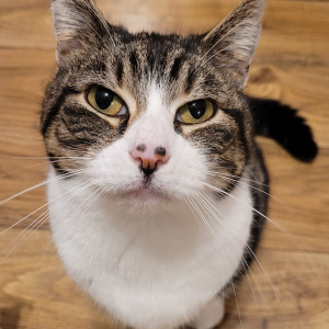 Helen Ralley, £5 Weekly Lottery winner “Bobby and I recently won £5 in the Cats Protection Lottery which we have played for a number of years. It might not change our lives, but Bobby has made sure it pays for him to have some extra packets of Dreamies!”