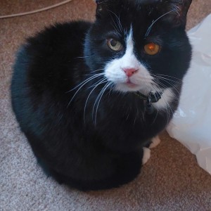 Sally Russell, £10 Summer Raffle winner “So glad I joined the Cats Protection Weekly Lottery, knowing the money goes to a great cause. Here's my rescue boy, Felix. He's very happy I just won £10 as he knows who that money will be spent on!”