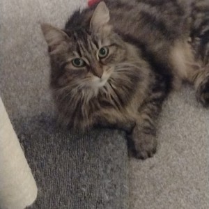 Edith Grant, £5 Weekly Lottery winner “Twelve days before my 80th birthday I have won a prize in your lottery. How delighted am I?! A special mention to Cats Protection Alford for finding me the love of my life in Frieda.”