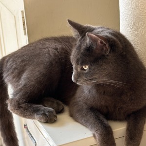 “Many thanks for my win! This is my friend Aisha's cat, Loki. Thank you for the wonderful work you do to improve the lives of these beautiful creatures!” - Rosemary Davies - £5 Lottery Winner