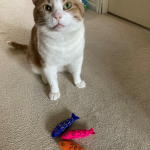 Suzanne Houston, £25,000 Summer Raffle winner “My inspiration for playing the raffle is my very own cat, Renji. Renji is a rescue cat, who gives me so much love and brightens each day. I am a big supporter of the work of Cats Protection.”