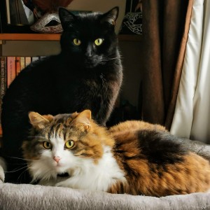 Weekly Lottery player, Irene Artho’s cats Blaxy and Floofs
