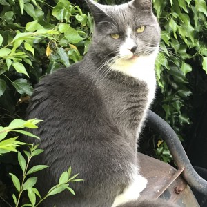 “The cheque was a lovely surprise and was put to good use buying some heating oil to keep us cosy over winter.” - £100 Autumn Raffle Winner - Brenda Hunt (Brenda's cat Merlin)