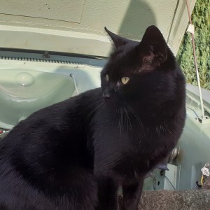 Weekly Lottery runner-up David's cat Soot