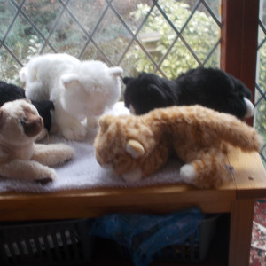 Elaine Hunt, Raffle subscriber "Thank you very much for my black-and-white cuddly cat. I have called him Tux. Tux is enjoying himself finding some new friends and a long-lost cousin called Snowy."