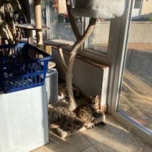 “Being part of the lottery is not so much about winning, although a nice surprise, but more about trying to help cats not as nurtured as ours.” - Gordon Saunders, Weekly Lottery £5 Winner