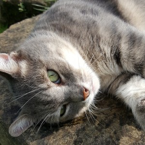 "It's such a nice surprise to have won £10 in the raffle. Cats Protection does a wonderful job, and I always support them when I can. My last cat had been helped by Cats Protection." Kim Stainer – Spring Raffle £10 winner