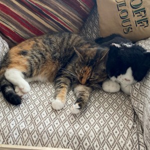 “This is Tinks who we have just rehomed. She found a little stuffed friend to help her settle.” - Teresa Curzon