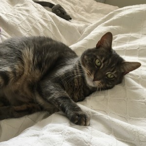 “This is my beloved Mabley, adopted from Cats Protection in 2021.” Diana Vowles – Cat Lovers Raffle player. 