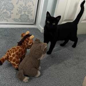 Lindsay Ladbrook's cat, Parsley - £5 Weekly Lottery Winner
