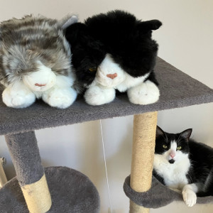 Lilian Wickstead, Fast Entry cuddly cat winner "Thank you for my lovely cuddly cat. You also sent me one when I first signed up to the raffle. Here’s a photo of them with my real-life cat Tilly, who I adopted from Cats Protection in 2022."