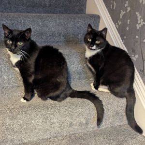 Sue Moore, £10 Summer Raffle winner “Millie and Flo are looking forward to some treats out of Mummy's winnings from the raffle. All the more tasty as it helps cats who are not so lucky to have a home.”