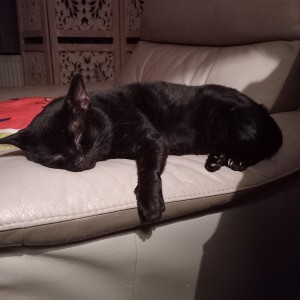 Julie Singh’s cat, Kit Kat – £5 Weekly Lottery winner