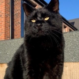 “I am a massive cat lover and supporter, therefore I am grateful to be one of the winners. Here is a photo of my gorgeous black panther, Henry.” Victoria Balgue, £5 Weekly Lottery winner.