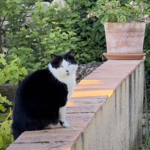 Weekly Lottery player, Christopher Boddington’s cat, Daisy.