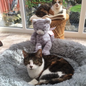 Alan Jones’ fast entry cuddly cat Ben with Twiggy and Lulu
