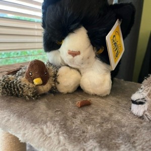 "Thank you so much for my lovely black-and-white cuddly cat, Domino. He’s taken to my cat Eli’s toys and tower!”  - Karen Welsh