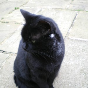 “I was surprised to receive my prize! This is my seven-year-old cat Elsa, otherwise known as the Cat with the Pearl Earring. I adopted her from Cats Protection and now she is my loving companion.” - Valerie Reeves Lottery Winner