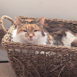 David Bateman, £5 Weekly Lottery winner's cat, Loopy, also known as Fluff.