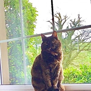 “Having supported Cats Protection for many years, I am delighted to have won £5 in the Weekly Lottery. That has bought another pack of Cleo’s favourite food!” Jenny Adams, £5 Weekly Lottery winner.