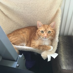 Sophie's cat Leo