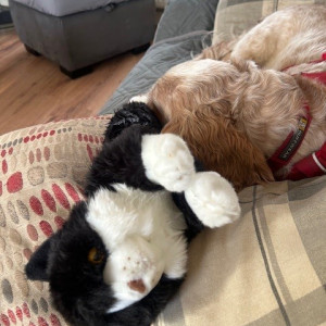 Joan Irons, Cat Lovers Raffle subscriber -  “Thank you so much for the new addition to our family! Raffles (of course) our new kitty has lost no time making friends and settling in. She is pictured here with her new bestie Brock, the cocker spaniel.”