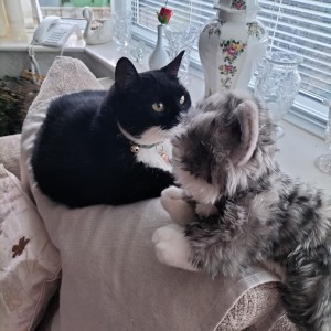 Julie Cuthbertson, Cat Lovers Raffle subscriber “Sally, our 15-year-old cat, is happy with her new friend. She enjoys cuddling up to him. I have named him Ralph after the raffle.”