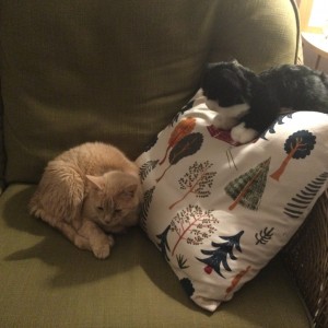 Jane's cat Tootles and cuddly cat Nimbus