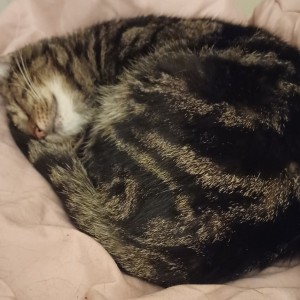 “I am a life-long cat lover and admire what Cats Protection does towards the welfare of cats.” - Eileen Ruston - Weekly Lottery Winner